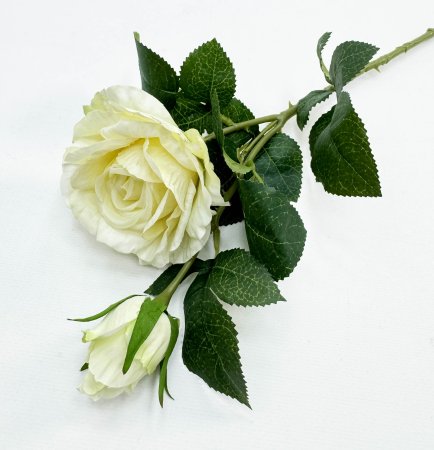 Роза "Булевард" молочная