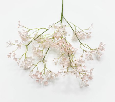 Гипсофила "Изящная" чайная 