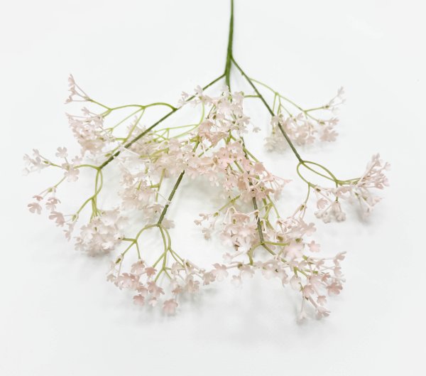 Гипсофила "Изящная" чайная 