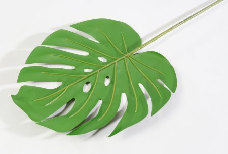 картинка Лист монстеры "Дарк грин" 1 от магазина KALINA