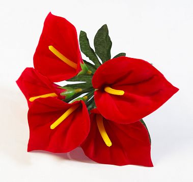 Антуриум садилка 5 цветков от магазина KALINA являющийся официальным дистрибьютором в России 