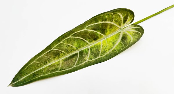 картинка Антуриум "Варока осень"  от магазина KALINA