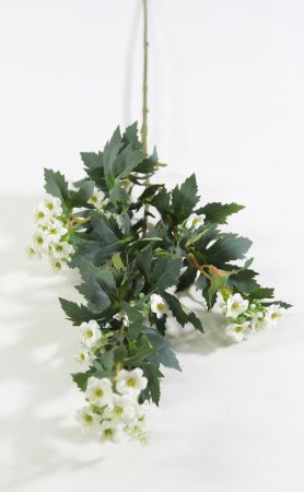 Спирея трехлопостная