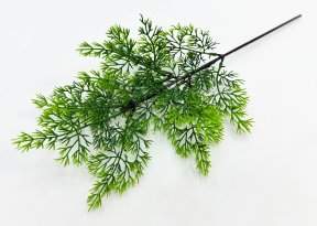 картинка Туя "Летняя пора" от магазина KALINA