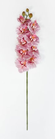 Орхидея "Биг Лип" розовая 9 цветков