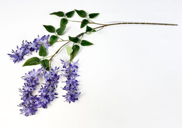 Глициния шелковистая фиолетовая