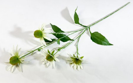 Эхинацея белая