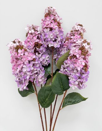 Гортензия метельчатая "Вилмс" розово-сиреневая