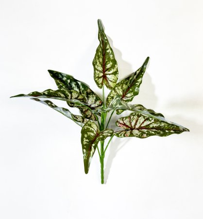 картинка Каладиум гибрид от магазина KALINA