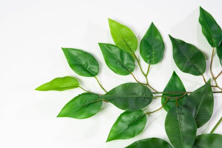 картинка Лист фикуса бенджамина зеленый от магазина KALINA