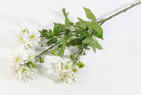 Ветка хризантемы кустовой белой