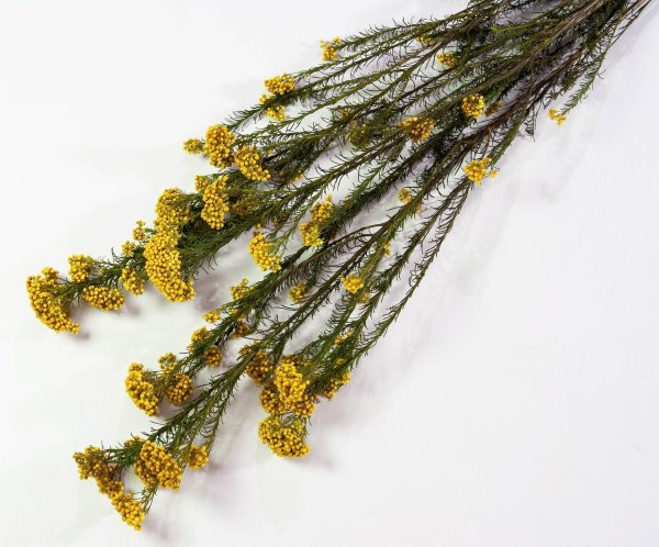 Озотамнус  2