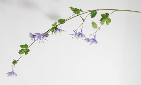 Аквилегия голубая