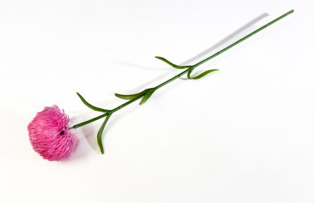 Гвоздика розовая