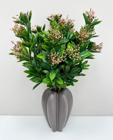 Каланхоэ розовый