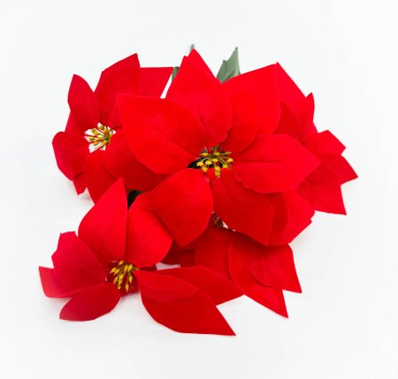 Пуансеттия 5 цветков