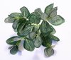 Ветка Фиттонии 45 листьев