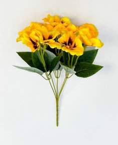 Фиалка "Крылья бабочки" 10 цветков