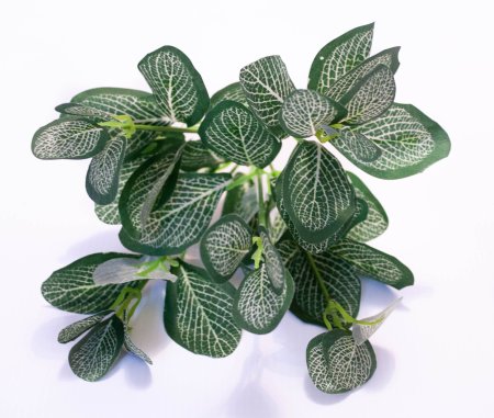 Ветка Фиттонии 45 листьев