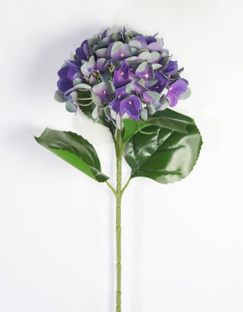 Гортензия глубокий фиолетовый