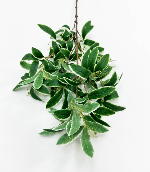 картинка Хойя на высокой ноге от магазина KALINA