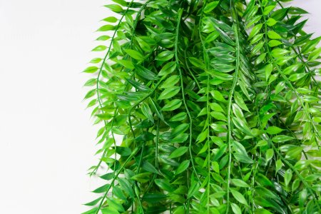 картинка Ампельная зелень "Элизабет 2" от магазина KALINA