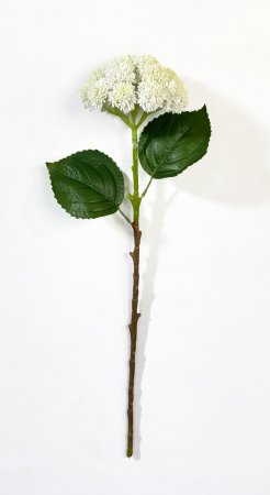 Седум белый