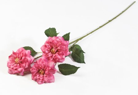 Ветка розы Маргарет Меррил малиновая