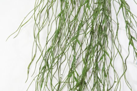 картинка Тилландсия темная от магазина KALINA