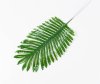 картинка Лист пальмы 1 от магазина KALINA