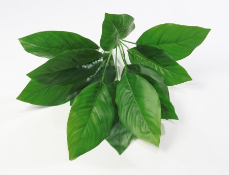 картинка Аглаонема умеренная от магазина KALINA