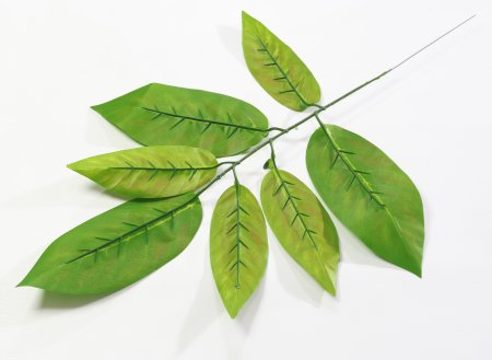 картинка Лист манго Трио от магазина KALINA