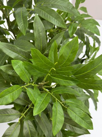 картинка Манго ветка большая от магазина KALINA