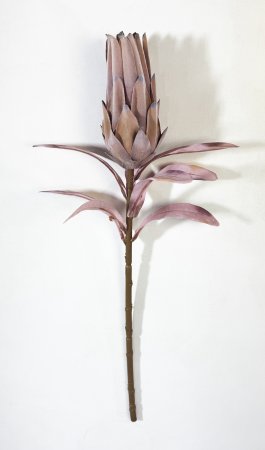 Протея закрытая