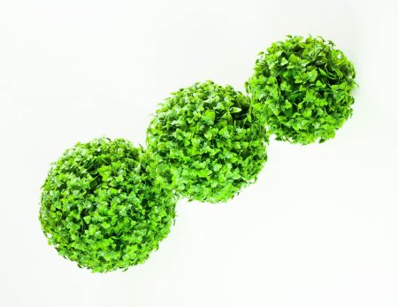 картинка Самшит Циссус №3 от магазина KALINA