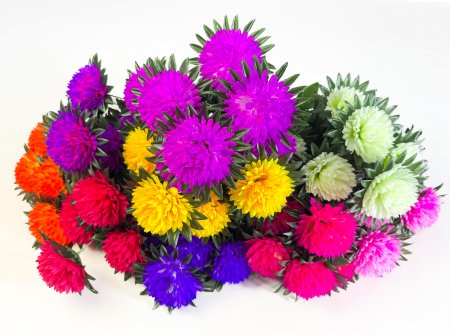 Хризантема "Патриция" 7 цветков