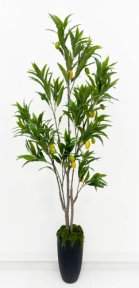 Куст манго 200 см БЕЗ КАШПО