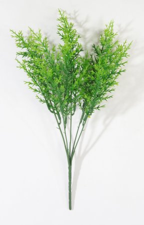 картинка Ветка туи складчатой от магазина KALINA