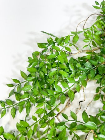 картинка Ампельный рускус с древовидным стволом от магазина KALINA