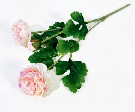 Пион Махровый 2 цветка 1 бутон чайный