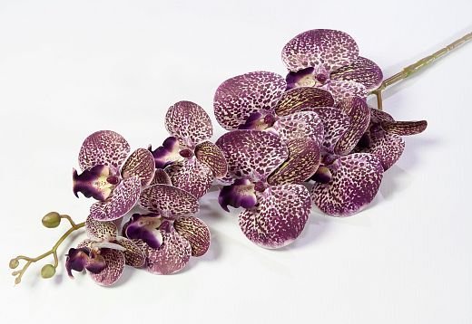 Ветка орхидеи 49 от магазина KALINA являющийся официальным дистрибьютором в России 
