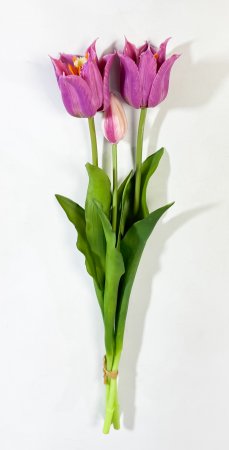 Тюльпан Саппоро (2+1) жимолость