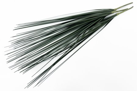 картинка Мискантус Грацилимус Позднее лето от магазина KALINA