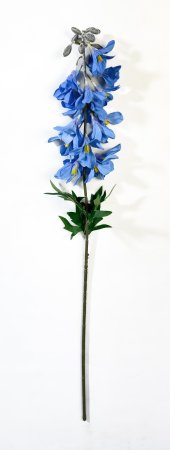 Дельфиниум с крупными соцветиями голубой