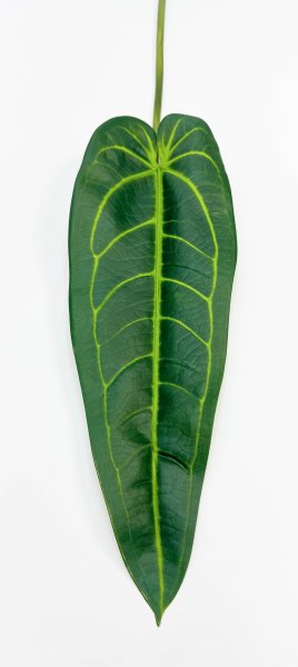 картинка Антуриум "Варока лето"  от магазина KALINA