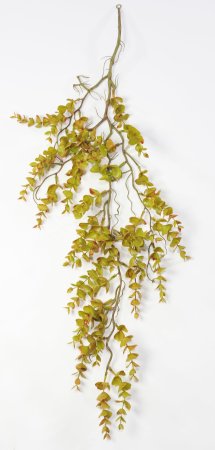 картинка Эвкалипт ампельный "Свити осень" от магазина KALINA