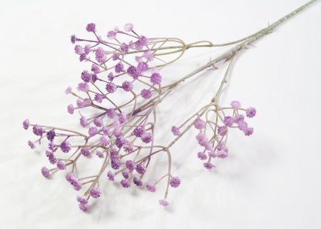 Ветка гипсофилы сиреневая