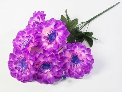 Георгин с фиолетовой тычинкой 6 цветков от магазина KALINA являющийся официальным дистрибьютором в России 