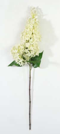 Ветка сирени белая