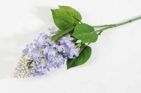 Ветка сирени обыкновенная